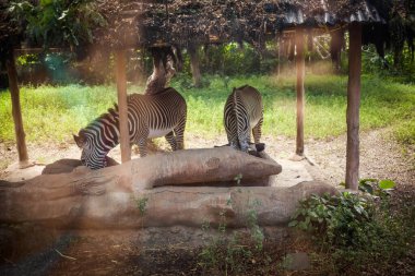 Bir safari otobüsünde zebra besleyicisi güneş köpekleri ve camlarda yansımaları var. 