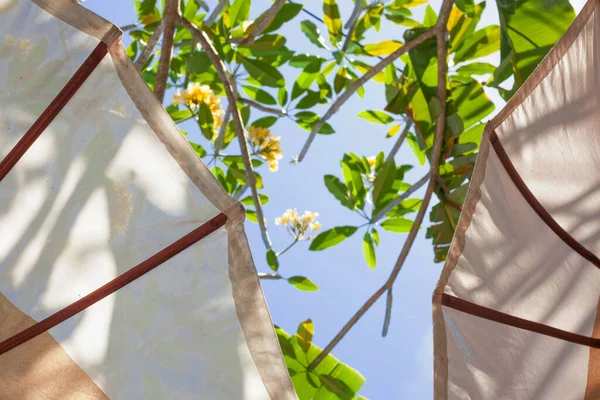 Weiße Sonnenschirme Blühender Frangipani Baum Blauer Himmel Und Grünes Laub — Stockfoto