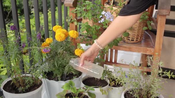 A female hand with a bottle watering potted flowers on a balcony garden. — Stock video