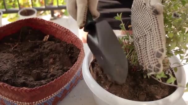 Une jardinière couvrant un buisson dans le nouveau pot avec de la terre à l'aide d'une truelle. — Video