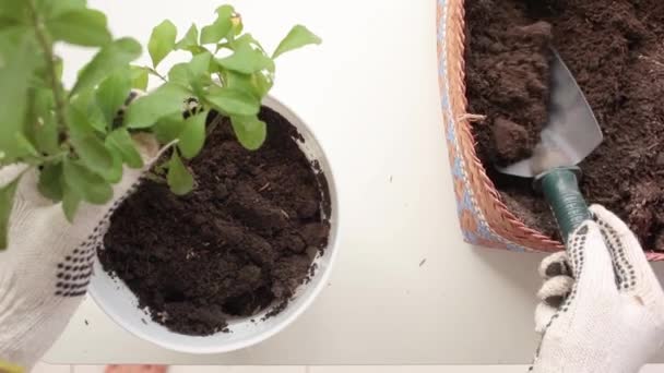 Happy gardener planting a blue flower in pot with a trowel. — Vídeo de Stock