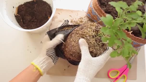 Un jardinier heureux plantation de fleurs bleues de pépinière — Video