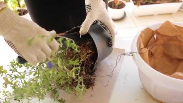 Una jardinera replantando flores en una maceta nueva. — Vídeo de stock