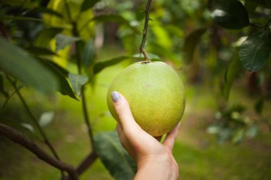 Bir kadın bahçıvan yeşil bir meyve topluyor.
