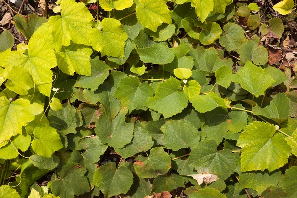 Green grape vine leaf texture. Background design — Stock Photo, Image