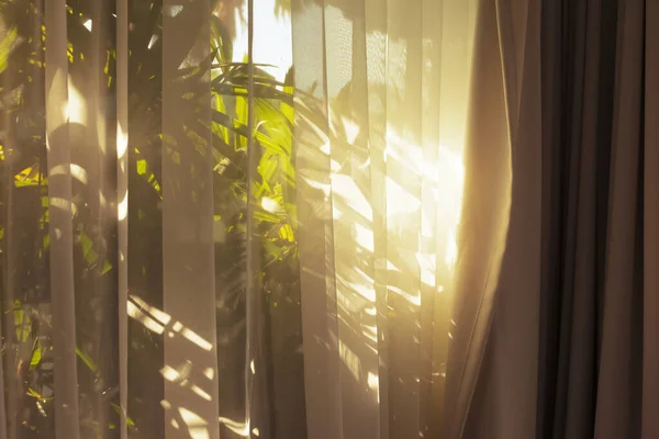 Золотой свет. Идиллическое утро в помещении. Солнечные собаки. — стоковое фото