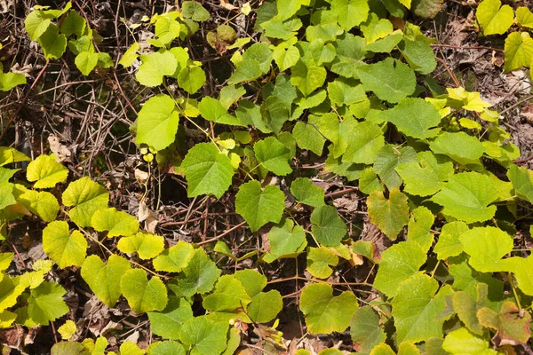 Hojas de uva telón de fondo. Jardín de verano textura de la vid — Foto de Stock