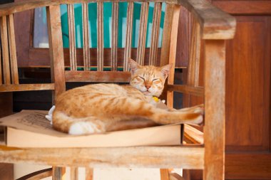 Kedi balkon sandalyesinde kutu pizza kutusunda uyuyor.