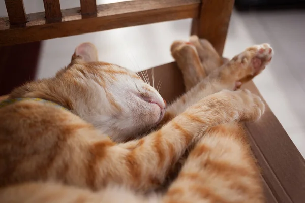 A funny little cat with red fur sleeping on chair. — Stock Photo, Image
