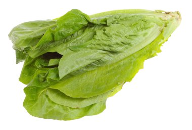 Romaine lettuce clipart