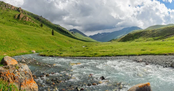 Prato di montagna — Foto Stock