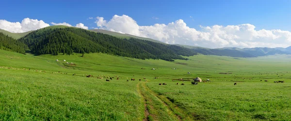 Alpejska łąka w Asy Plateau Obrazek Stockowy