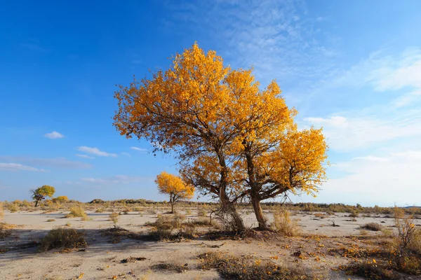 Turanga (Populus pruinosa) Obrazek Stockowy