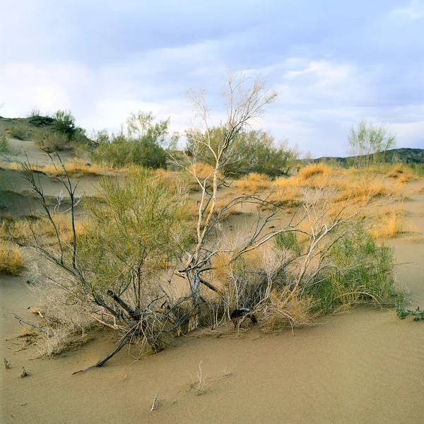 Saxaul (Haloxylon) in desert — Stock Photo, Image