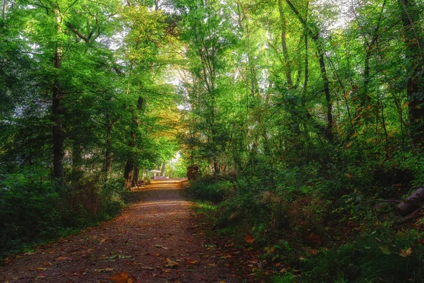 Caminho Floresta Ensolarado Com Folhas Vermelhas Outono Dourado — Fotografia de Stock