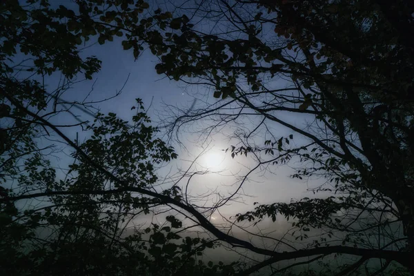 Foggy Moon Atmosfär Morgonen Mellan Mörka Grenar Stockfoto