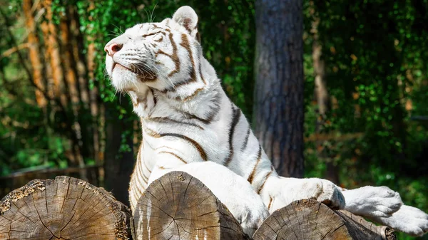 Vit Tiger Ligger Stockar Solen Och Slappnar Stockbild