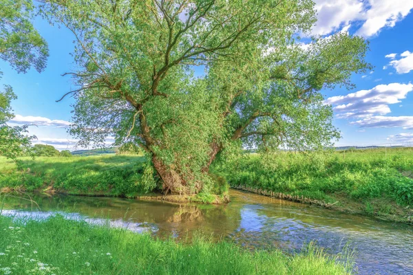 Ein Alter Baum Einer Gabelung Fluss Einem Sommertag Mit Blauem — Stockfoto