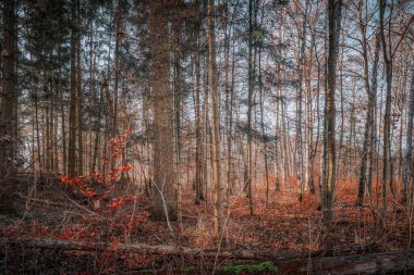 Sonbahar atmosferinde bir Aralık sabahı güneşli bir orman.
