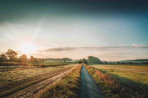 Sunny Forest Path Golden Autumn — Stock Photo, Image