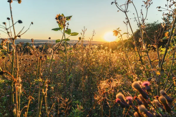 Akşamları harika bir gün batımı. Çiçekler arasında bir çayır üzerinde. Atmosferik bir atmosferde, açık havada çekilmiş.