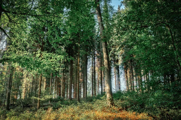 Güneşli bir atmosferde bir Aralık sabahı güneşli bir orman.