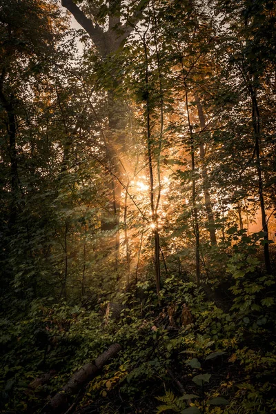 Sonnenbeschienener Wald Frühen Morgen Sommer — Stockfoto