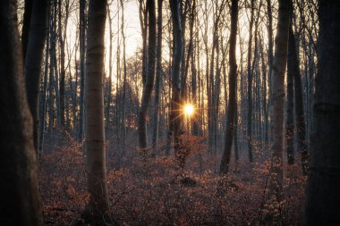 Ormanın ortasında, ağaçların arasında gün batımı.