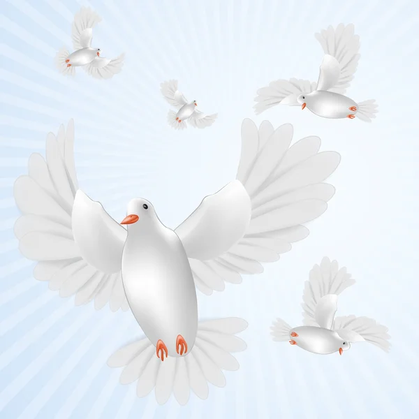 White pigeons flying isolated — Stock Photo, Image