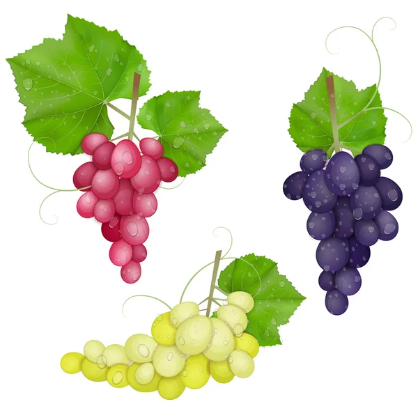 Different varieties of grapes with leaves on white background — Stock Photo, Image