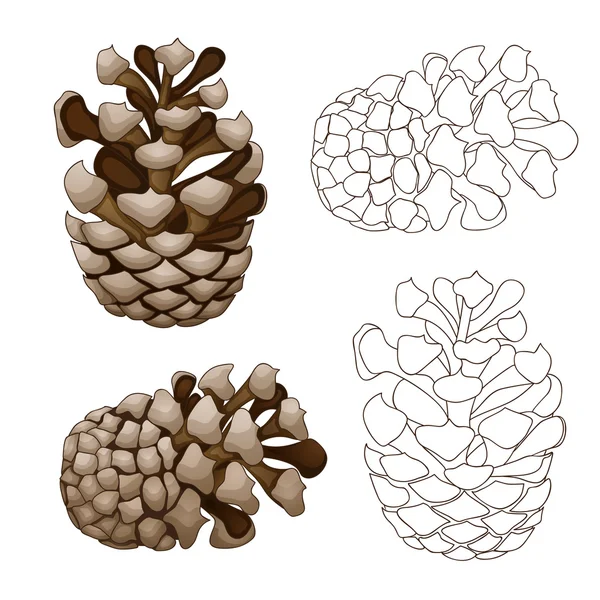 Pine cone illustration isolated — Stock Photo, Image