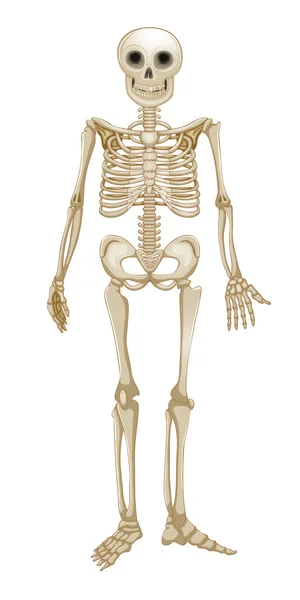 Squelette humain isolé — Image vectorielle