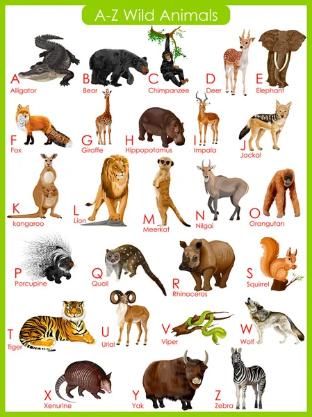 Chart of A to Z wild animals — Stockový vektor