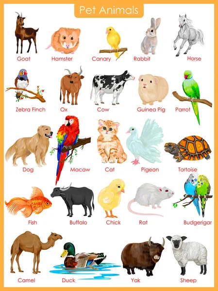 Chart of pet animals — Stok Vektör