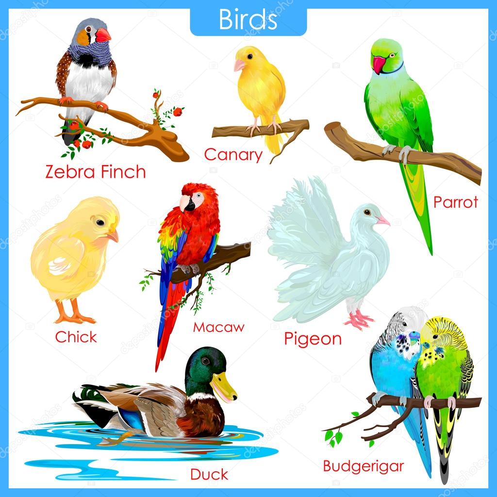 Chart of colorful birds