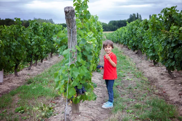 Skrattande söt, kör i en vacker sommar vine gård — Stockfoto
