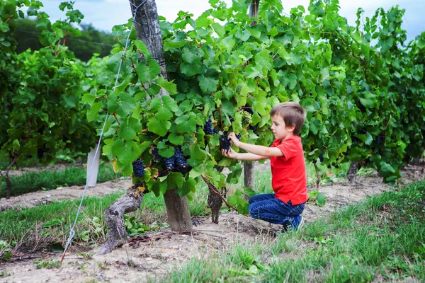 Joli garçon riant, courant dans une belle cour de vigne d'été — Photo