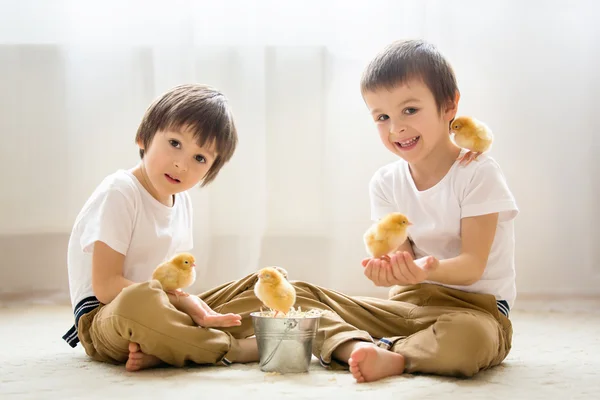 Dos niños pequeños y dulces, niños preescolares, hermanos, jugando ingenio —  Fotos de Stock