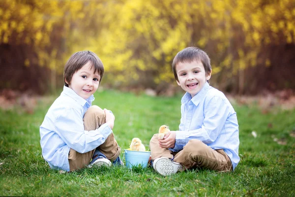 Little chick in child hands, two boys watching the chicks — Stock Photo, Image