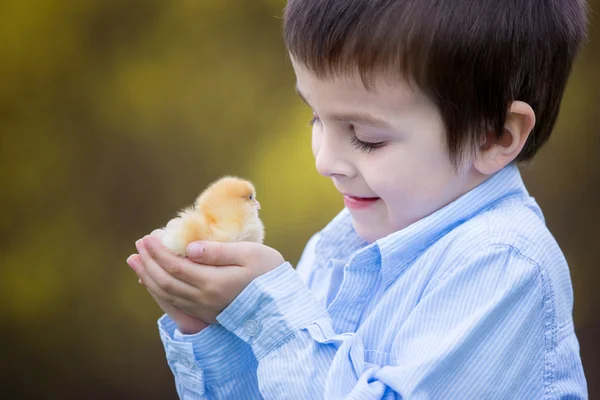 Little chick in child hands — Stock Photo, Image