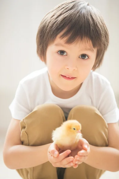Cute sweet little child, preschool boy, playing with little chic — Stock Photo, Image