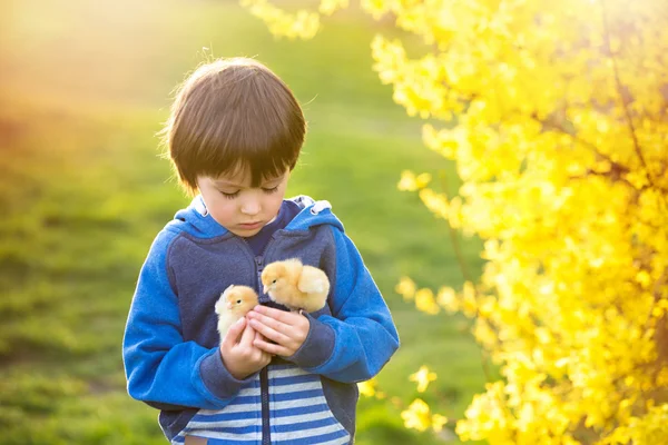 Dulce lindo niño, niño preescolar, jugando con poco chi recién nacido —  Fotos de Stock