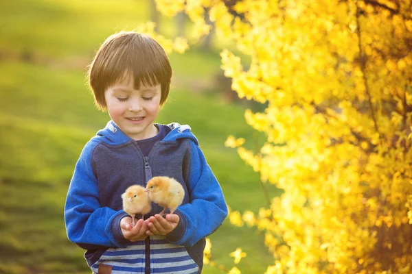 Sweet cute child, preschool boy, playing with little newborn chi — Stock Photo, Image