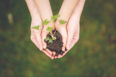 Mother and child hands, holding soil with fresh growing flower clipart