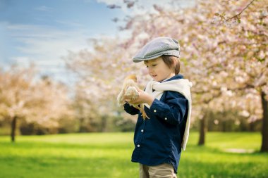 Sevimli okul öncesi çocuk, çocuk, küçük civciv ile oynuyor