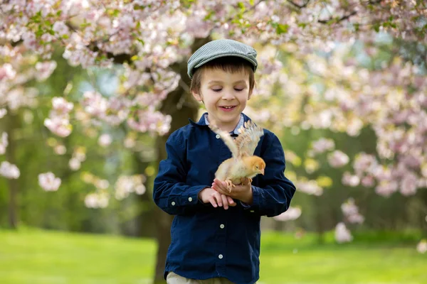 Bedårande förskolebarn, pojke, leker med små kycklingar — Stockfoto