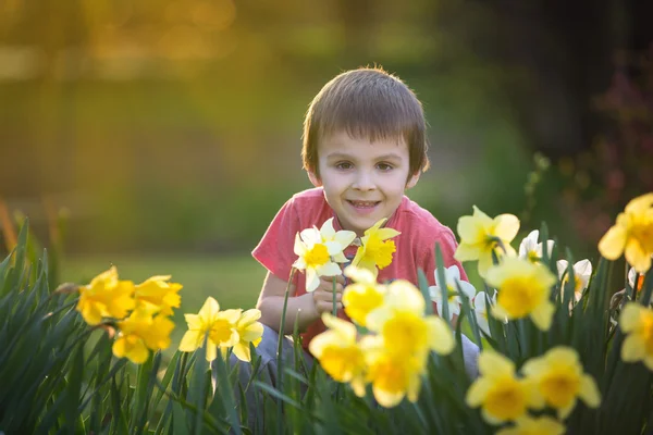 Krásné předškolní dítě, chlapče, sedícího mezi květy v daffodilu — Stock fotografie