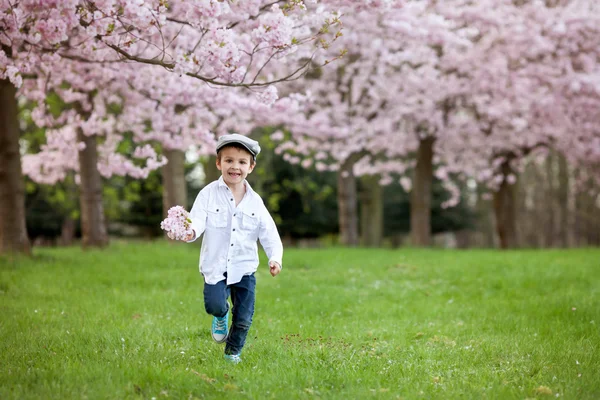 Porträtt av bedårande liten pojke i en cherry blossom träd trädgård, — Stockfoto