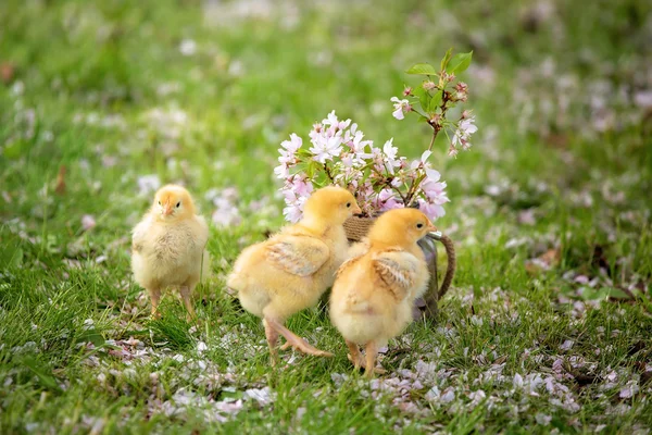 Pembe çiçek ve küçük kızlar üzerinde yeşil bir yasa ile güzel kavanoz — Stok fotoğraf