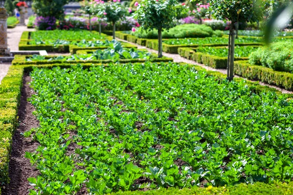 Un campo de plantas de apio, ordenado en cuadrados — Foto de Stock